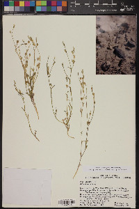 Gilia sinuata image