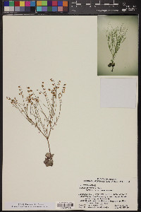 Eriogonum deflexum image