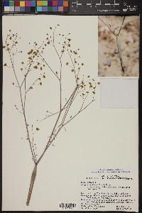 Eriogonum inflatum image