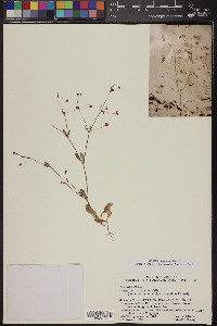 Eriogonum maculatum image