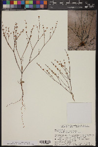 Eriogonum palmerianum image