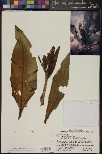 Rumex hymenosepalus image