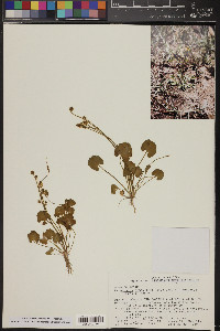 Ranunculus cymbalaria image