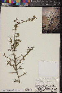 Sarcomphalus obtusifolius var. canescens image