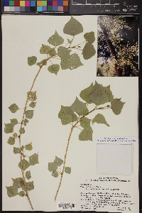 Populus fremontii image