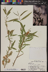 Salix gooddingii image