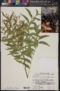 Sapindus saponaria image