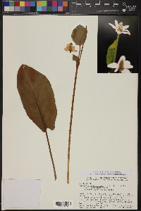 Anemopsis californica image