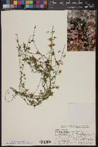 Maurandella antirrhiniflora image