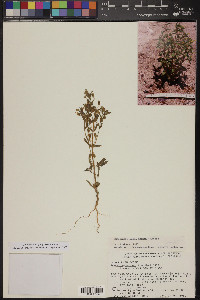 Mimetanthe pilosa image