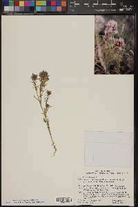 Castilleja exserta image