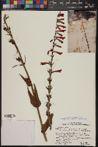 Penstemon eatonii image