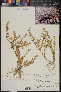 Calibrachoa parviflora image