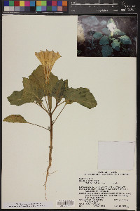 Datura discolor image