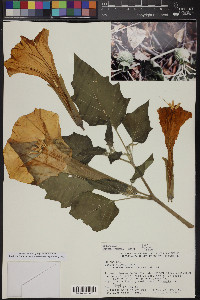 Datura wrightii image