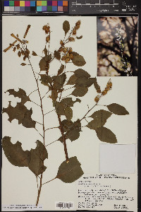 Nicotiana glauca image