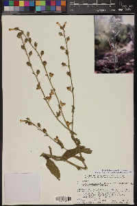 Nicotiana obtusifolia var. obtusifolia image