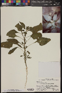 Solanum americanum image