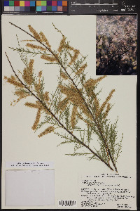 Tamarix chinensis image