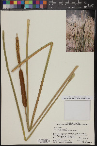 Typha domingensis image