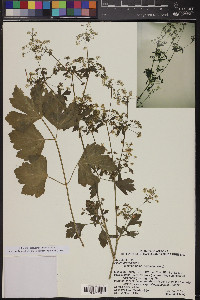 Apium graveolens image