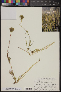 Daucus pusillus image