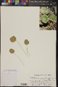 Hydrocotyle verticillata image