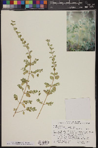 Aloysia wrightii image