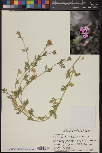 Glandularia bipinnatifida var. bipinnatifida image