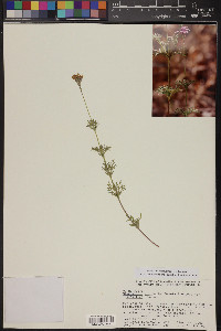 Verbena tenera image