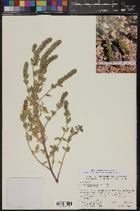 Verbena bracteata image