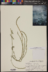 Verbena neomexicana image