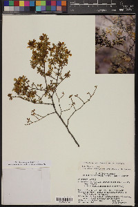 Larrea tridentata image