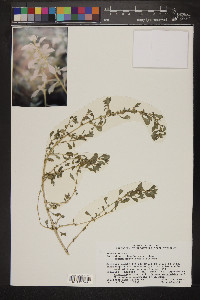 Amaranthus albus image