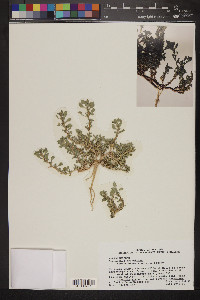 Amaranthus graecizans image