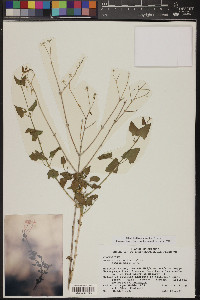 Brickellia coulteri image