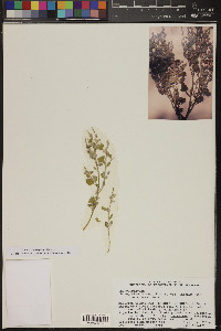 Chenopodium fremontii image