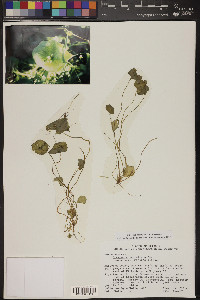 Claytonia perfoliata image