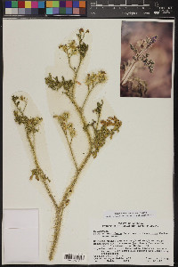 Solanum heterodoxum var. setigeroides image