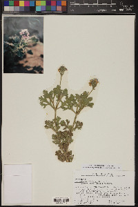 Glandularia wrightii image