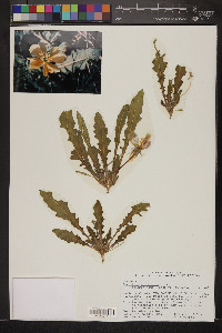 Oenothera primiveris image