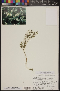 Eucrypta chrysanthemifolia var. bipinnatifida image