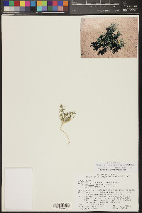 Acmispon strigosus image