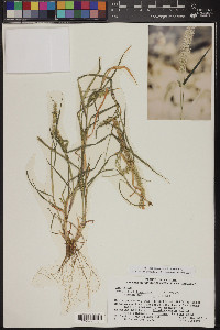 Setaria verticillata image