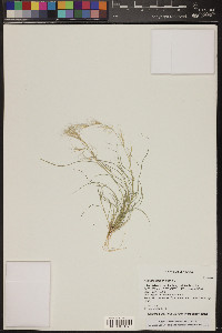 Aristida adscensionis image