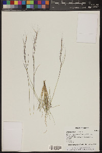 Aristida purpurea var. parishii image