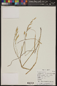 Bromus catharticus image