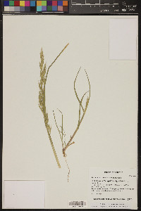 Bromus arizonicus image