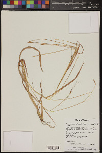 Heteropogon contortus image