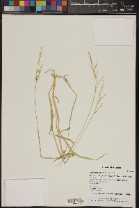 Eriochloa acuminata image